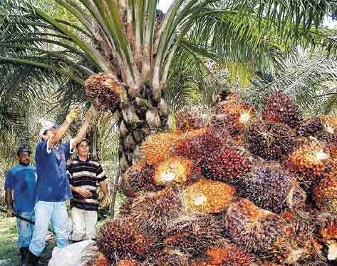Donde comprar aceite de palma en colombia